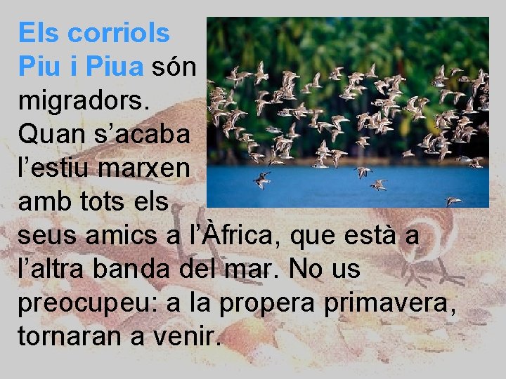 Els corriols Piu i Piua són migradors. Quan s’acaba l’estiu marxen amb tots els
