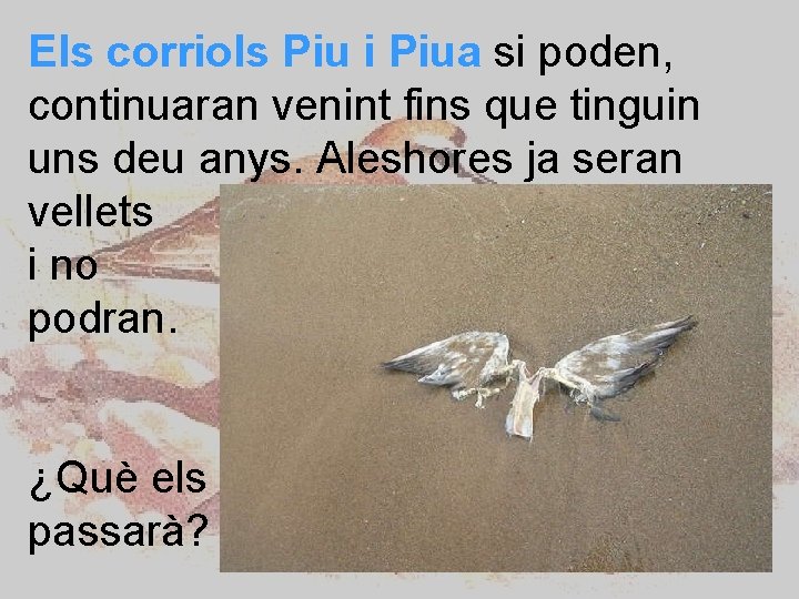 Els corriols Piu i Piua si poden, continuaran venint fins que tinguin uns deu