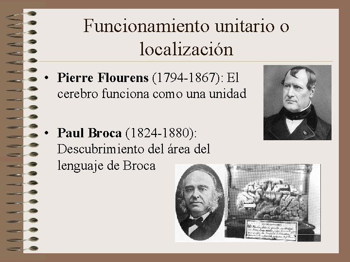 Funcionamiento unitario o localización • Pierre Flourens (1794 -1867): El cerebro funciona como una