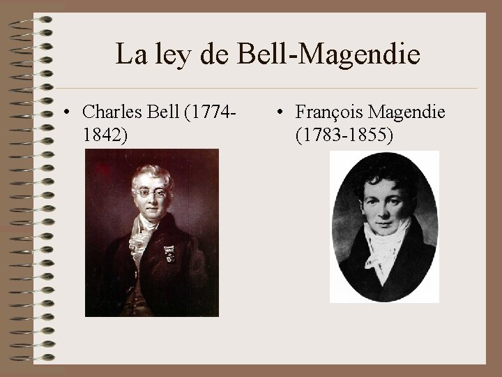 La ley de Bell-Magendie • Charles Bell (17741842) • François Magendie (1783 -1855) 