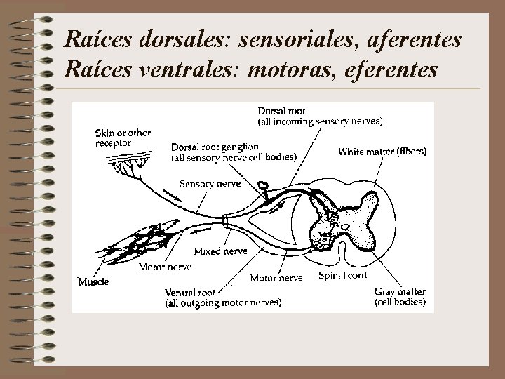 Raíces dorsales: sensoriales, aferentes Raíces ventrales: motoras, eferentes 