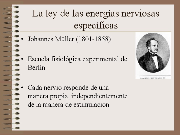 La ley de las energías nerviosas específicas • Johannes Müller (1801 -1858) • Escuela