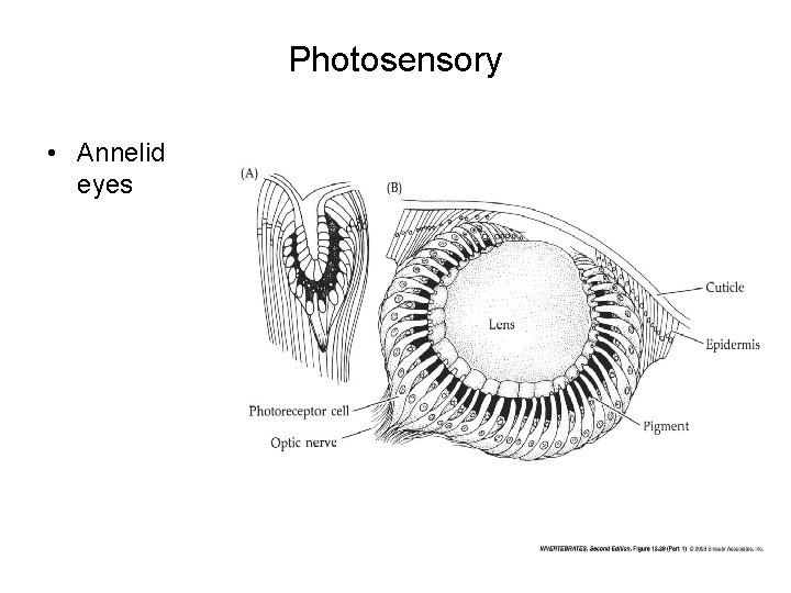Photosensory • Annelid eyes Photosensory • Annelid eyes