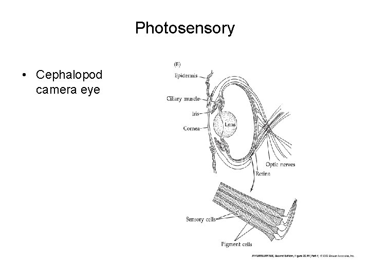Photosensory • Cephalopod camera eye Photosensory • Cephalopod camera eye