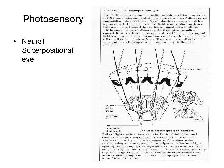 Photosensory • Neural Superpositional eye Photosensory • Neural Superpositional eye