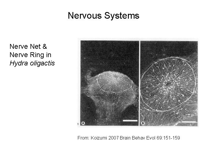 Nervous Systems Nerve Net & Nerve Ring in Hydra oligactis From: Koizumi 2007 Brain Nervous Systems Nerve Net & Nerve Ring in Hydra oligactis From: Koizumi 2007 Brain