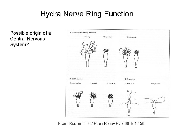 Hydra Nerve Ring Function Possible origin of a Central Nervous System? From: Koizumi 2007 Hydra Nerve Ring Function Possible origin of a Central Nervous System? From: Koizumi 2007