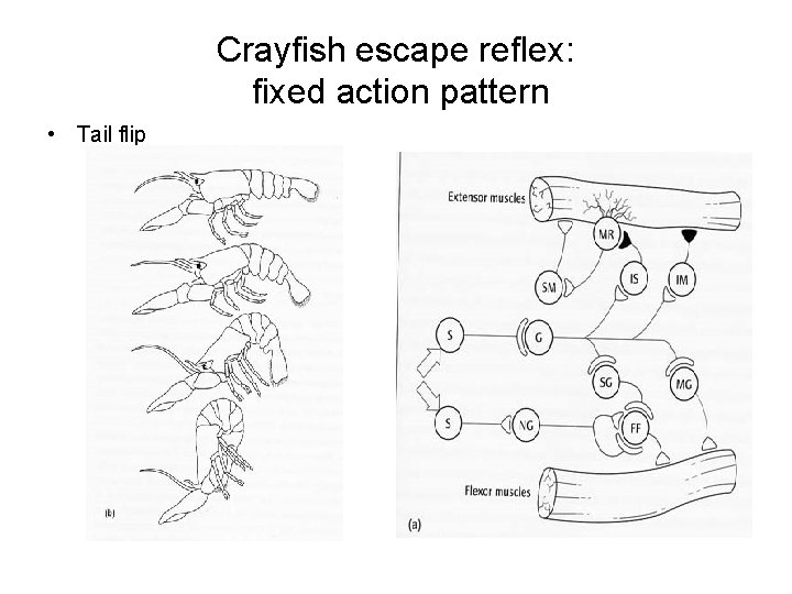 Crayfish escape reflex: fixed action pattern • Tail flip Crayfish escape reflex: fixed action pattern • Tail flip