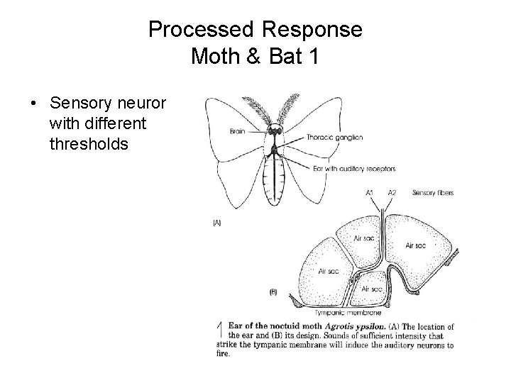 Processed Response Moth & Bat 1 • Sensory neurons with different thresholds Processed Response Moth & Bat 1 • Sensory neurons with different thresholds