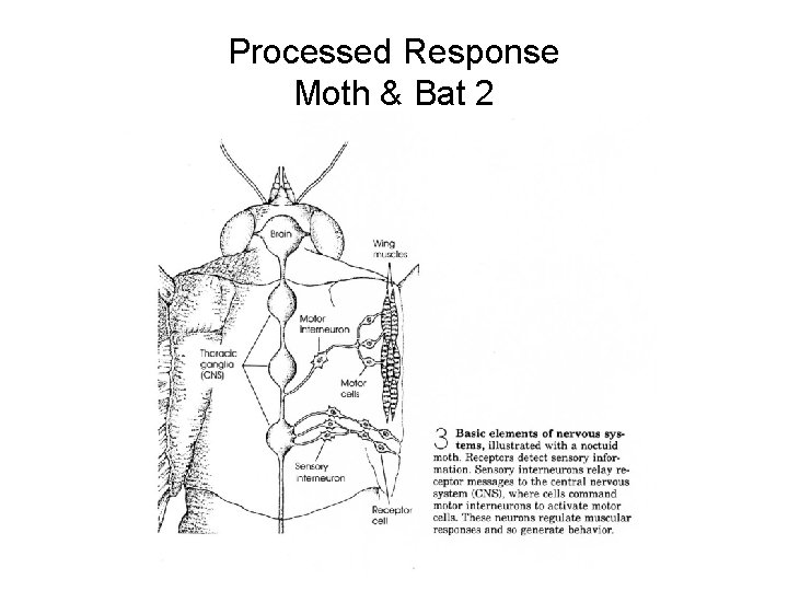 Processed Response Moth & Bat 2 Processed Response Moth & Bat 2