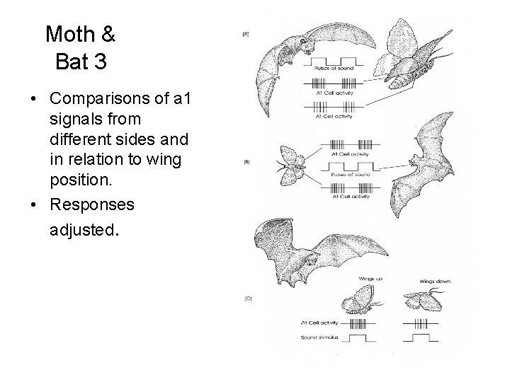 Moth & Bat 3 • Comparisons of a 1 signals from different sides and Moth & Bat 3 • Comparisons of a 1 signals from different sides and