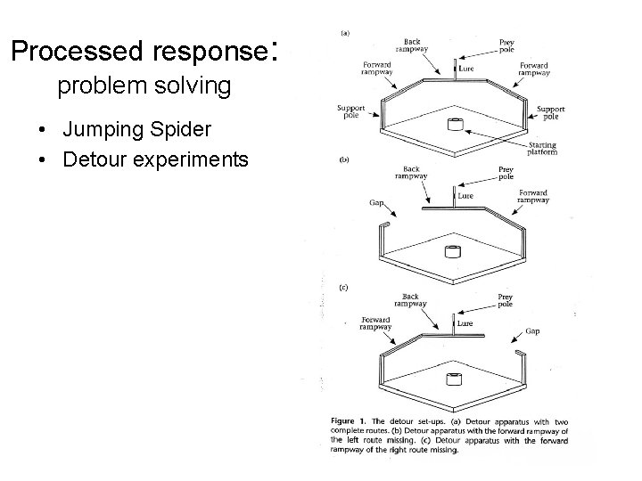 Processed response: problem solving • Jumping Spider • Detour experiments Processed response: problem solving • Jumping Spider • Detour experiments