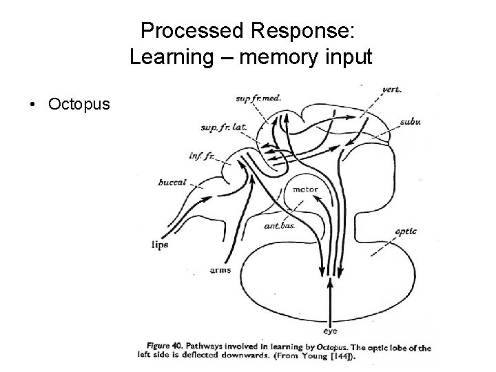 Processed Response: Learning – memory input • Octopus Processed Response: Learning – memory input • Octopus