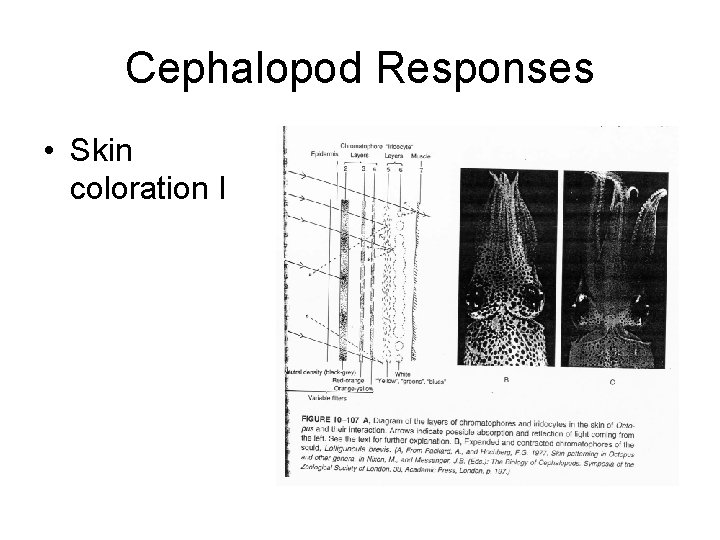 Cephalopod Responses • Skin coloration I Cephalopod Responses • Skin coloration I