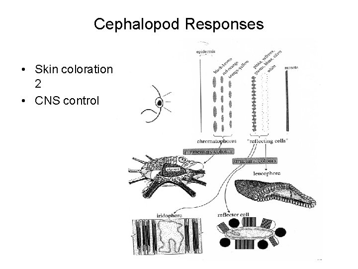 Cephalopod Responses • Skin coloration 2 • CNS control Cephalopod Responses • Skin coloration 2 • CNS control