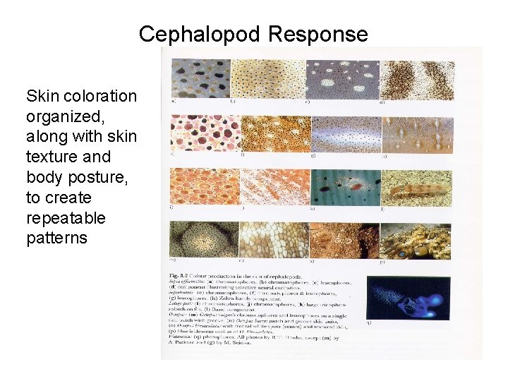 Cephalopod Response Skin coloration organized, along with skin texture and body posture, to create Cephalopod Response Skin coloration organized, along with skin texture and body posture, to create