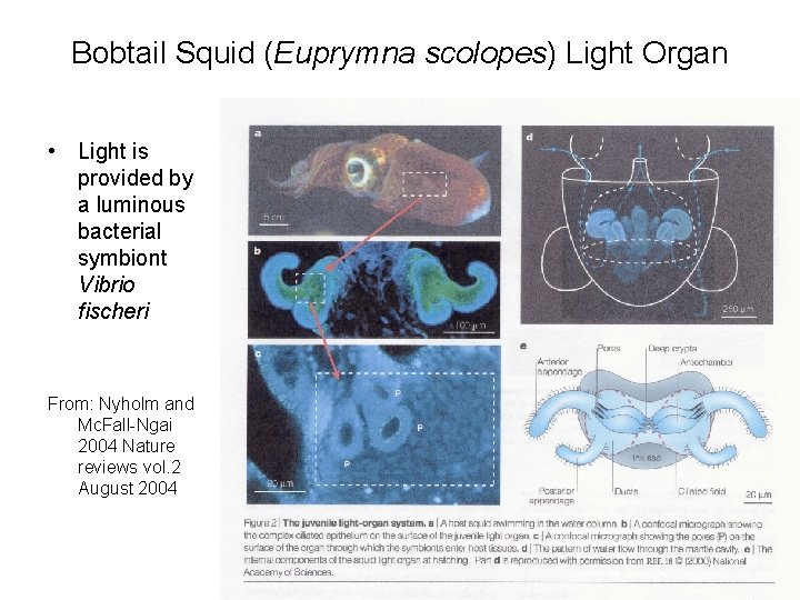 Bobtail Squid (Euprymna scolopes) Light Organ • Light is provided by a luminous bacterial Bobtail Squid (Euprymna scolopes) Light Organ • Light is provided by a luminous bacterial