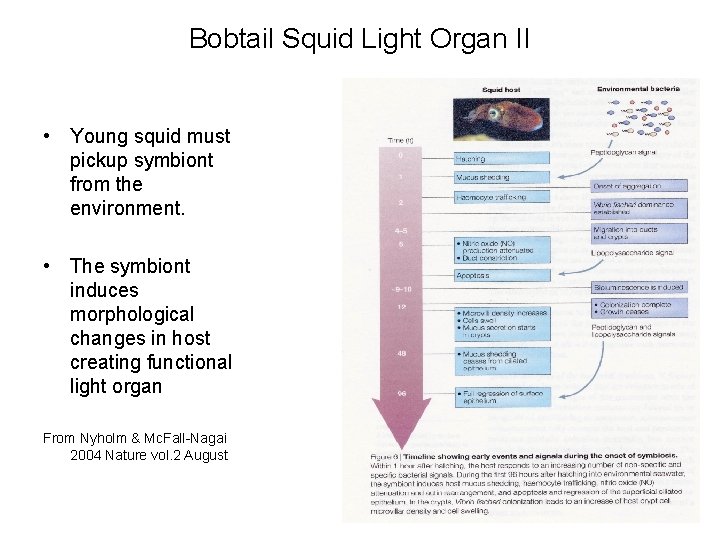 Bobtail Squid Light Organ II • Young squid must pickup symbiont from the environment. Bobtail Squid Light Organ II • Young squid must pickup symbiont from the environment.