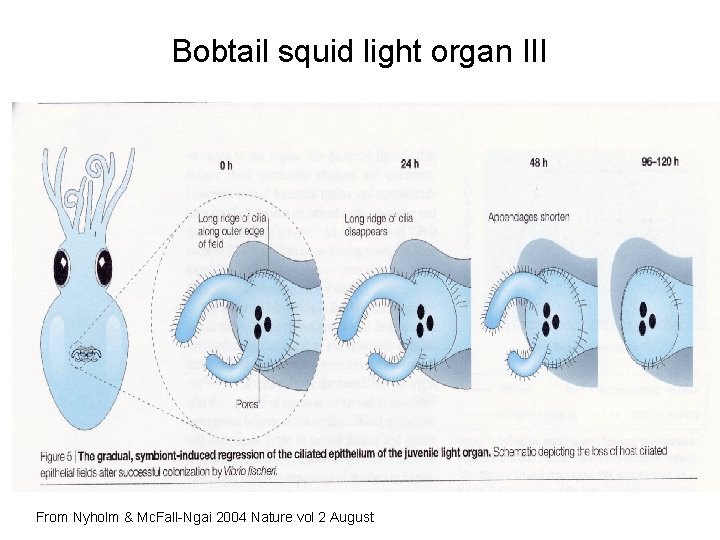 Bobtail squid light organ III From Nyholm & Mc. Fall-Ngai 2004 Nature vol 2 Bobtail squid light organ III From Nyholm & Mc. Fall-Ngai 2004 Nature vol 2