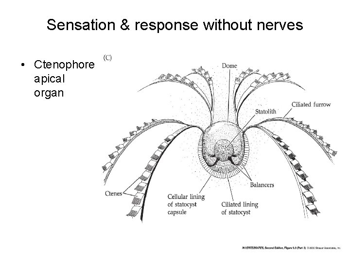 Sensation & response without nerves • Ctenophore apical organ Sensation & response without nerves • Ctenophore apical organ