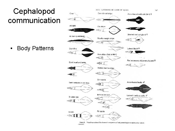 Cephalopod communication • Body Patterns Cephalopod communication • Body Patterns