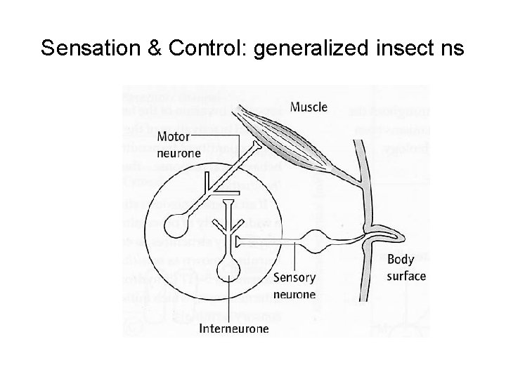 Sensation & Control: generalized insect ns Sensation & Control: generalized insect ns