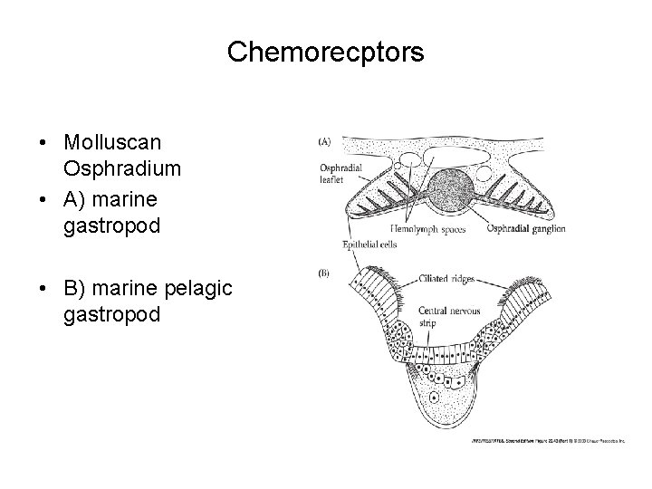 Chemorecptors • Molluscan Osphradium • A) marine gastropod • B) marine pelagic gastropod Chemorecptors • Molluscan Osphradium • A) marine gastropod • B) marine pelagic gastropod