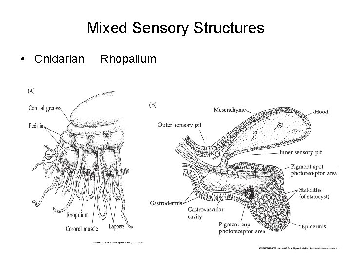 Mixed Sensory Structures • Cnidarian Rhopalium Mixed Sensory Structures • Cnidarian Rhopalium