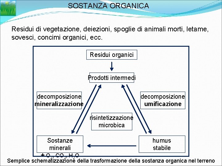 SOSTANZA ORGANICA Residui di vegetazione, deiezioni, spoglie di animali morti, letame, sovesci, concimi organici,