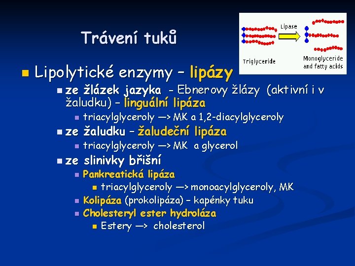 Trávení tuků n Lipolytické enzymy – lipázy n ze žlázek jazyka - Ebnerovy žlázy