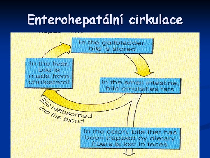 Enterohepatální cirkulace 
