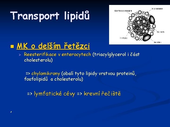 Transport lipidů n MK o delším řetězci Ø Reesterifikace v enterocytech (triacylglycerol i část