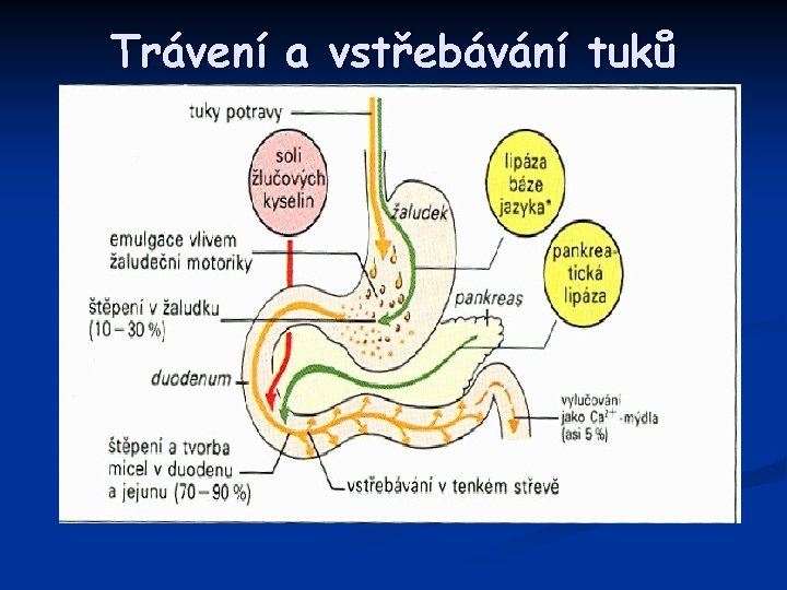 Trávení a vstřebávání tuků 