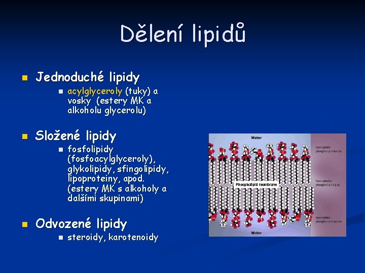 Dělení lipidů n Jednoduché lipidy n n Složené lipidy n n acylglyceroly (tuky) a