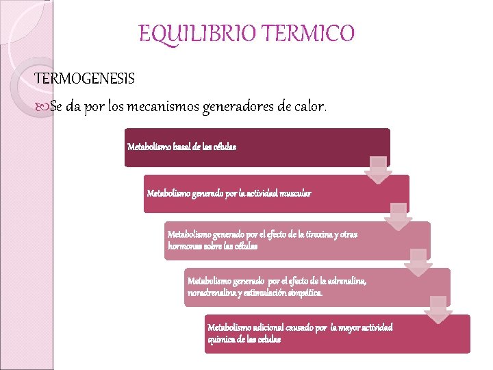 EQUILIBRIO TERMICO TERMOGENESIS Se da por los mecanismos generadores de calor. Metabolismo basal de