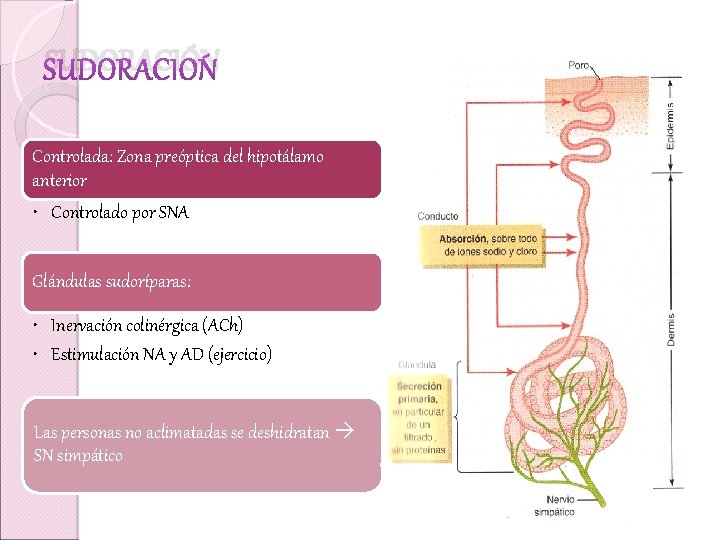 SUDORACIÓN Controlada: Zona preóptica del hipotálamo anterior • Controlado por SNA Glándulas sudoríparas: •