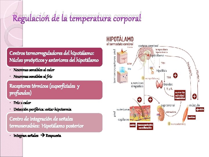 Regulación de la temperatura corporal Centros termorreguladores del hipotálamo: Núcleo preópticos y anteriores del