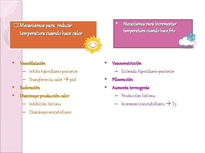 � Mecanismos para reducir temperatura cuando hace calor • Vasodilatación – Inhibe hipotálamo posterior