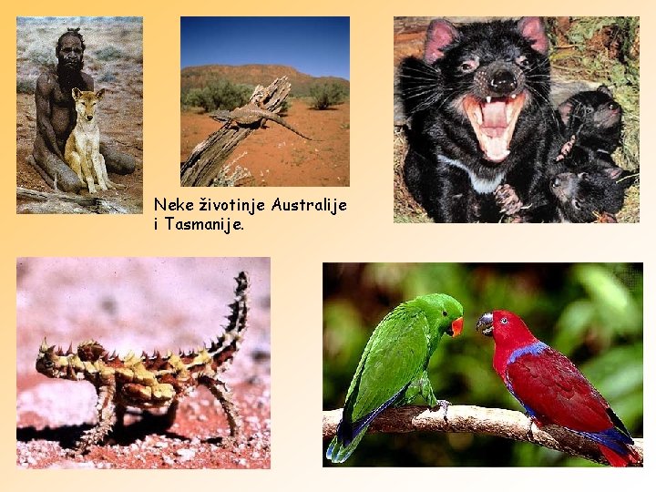 Neke životinje Australije i Tasmanije. 