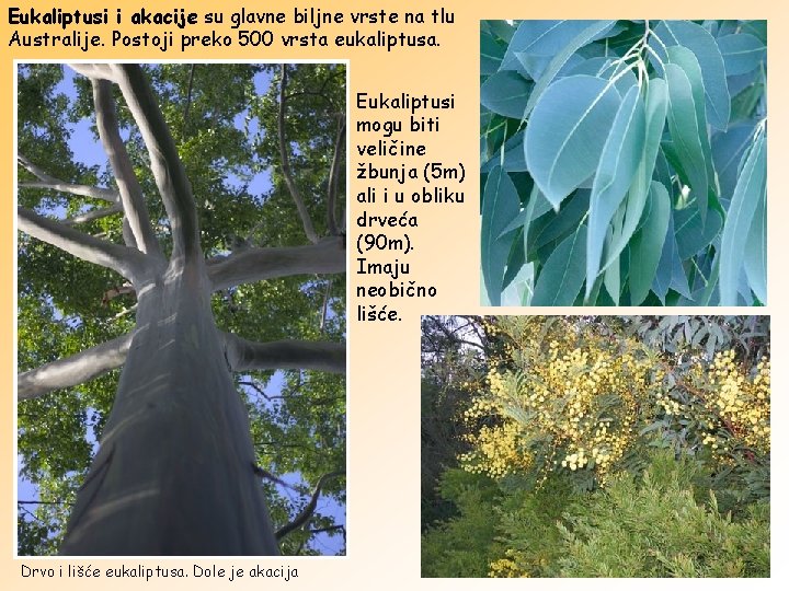 Eukaliptusi i akacije su glavne biljne vrste na tlu Australije. Postoji preko 500 vrsta