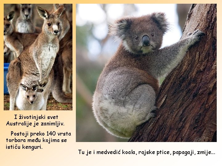 I životinjski svet Australije je zanimljiv. Postoji preko 140 vrsta torbara među kojima se