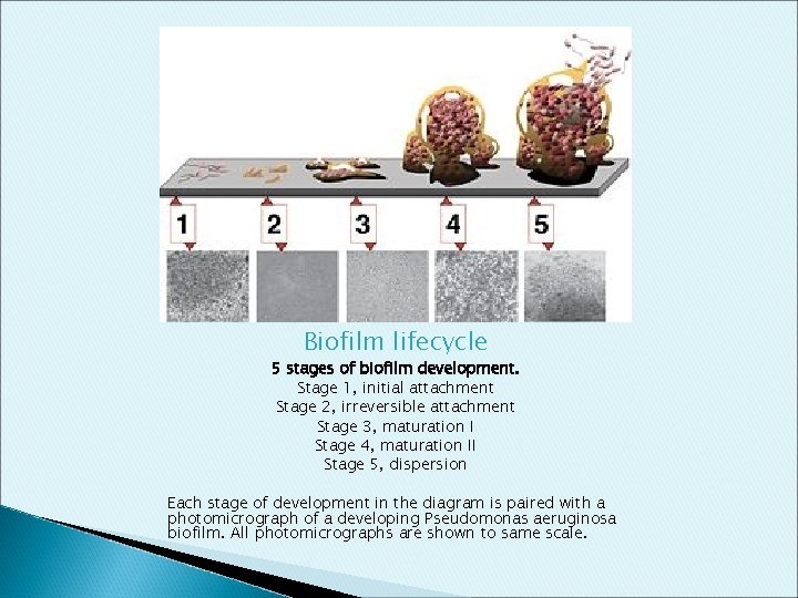Biofilm lifecycle 5 stages of biofilm development. Stage 1, initial attachment Stage 2, irreversible