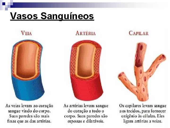 Vasos Sanguíneos 