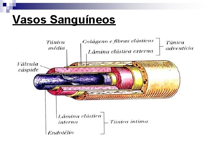 Vasos Sanguíneos 