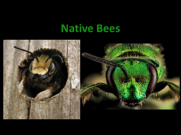 Native Bees 