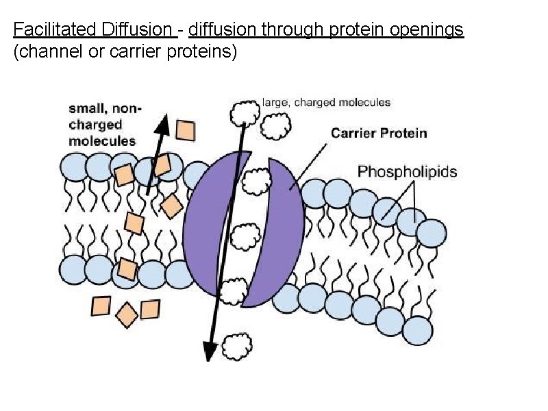 Facilitated Diffusion - diffusion through protein openings (channel or carrier proteins) 