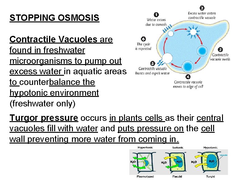 STOPPING OSMOSIS Contractile Vacuoles are found in freshwater microorganisms to pump out excess water
