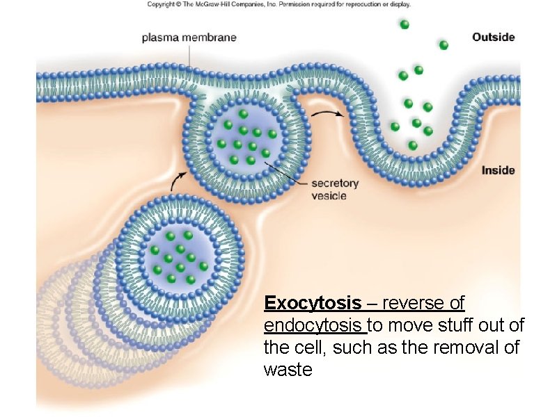 Exocytosis – reverse of endocytosis to move stuff out of the cell, such as