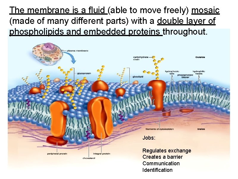 The membrane is a fluid (able to move freely) mosaic (made of many different