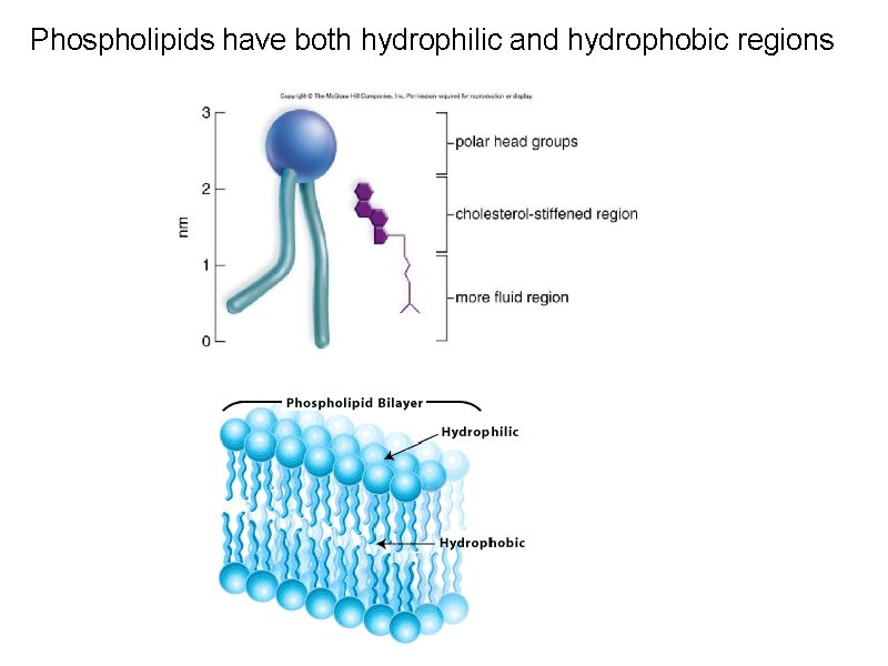 Phospholipids have both hydrophilic and hydrophobic regions 